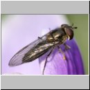 Melangyna lasiophthalma w02.jpg